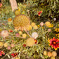 Blanket Flower - Greta's Family Gardens
