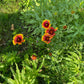 Blanket Flower - Greta's Family Gardens