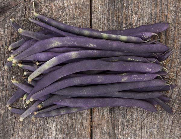 Blue Coco Pole Bean - Organic - Greta's Family Gardens