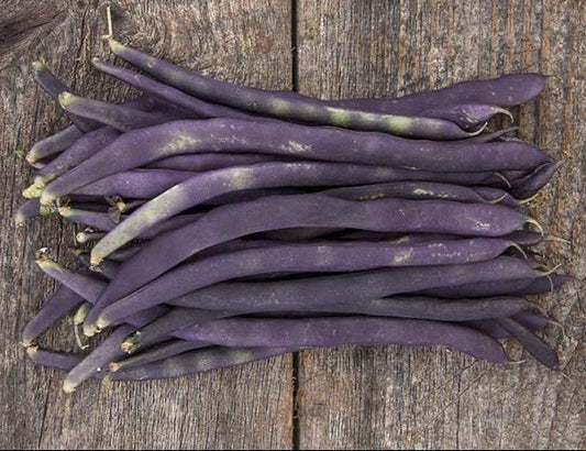 Blue Coco Pole Bean - Organic - Greta's Family Gardens