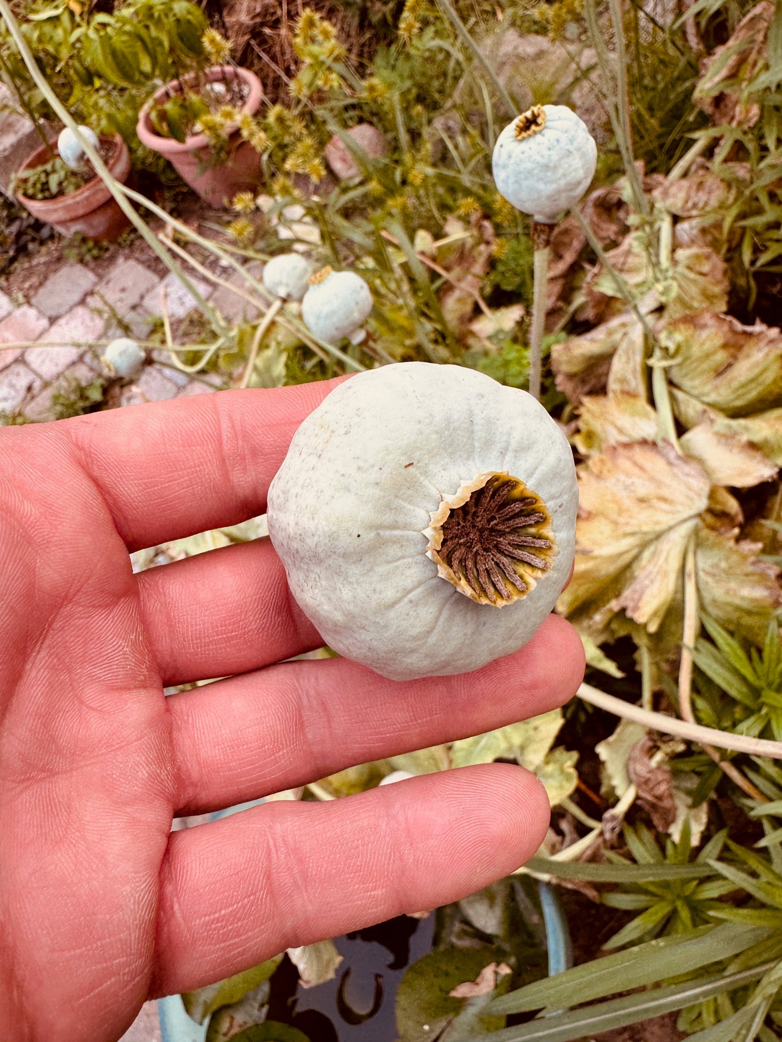 Breadseed Poppy - Greta's Family Gardens
