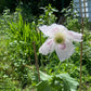 Pink flower with green leaves in a garden setting