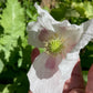 White poppy flower held by a hand with green leaves in the background