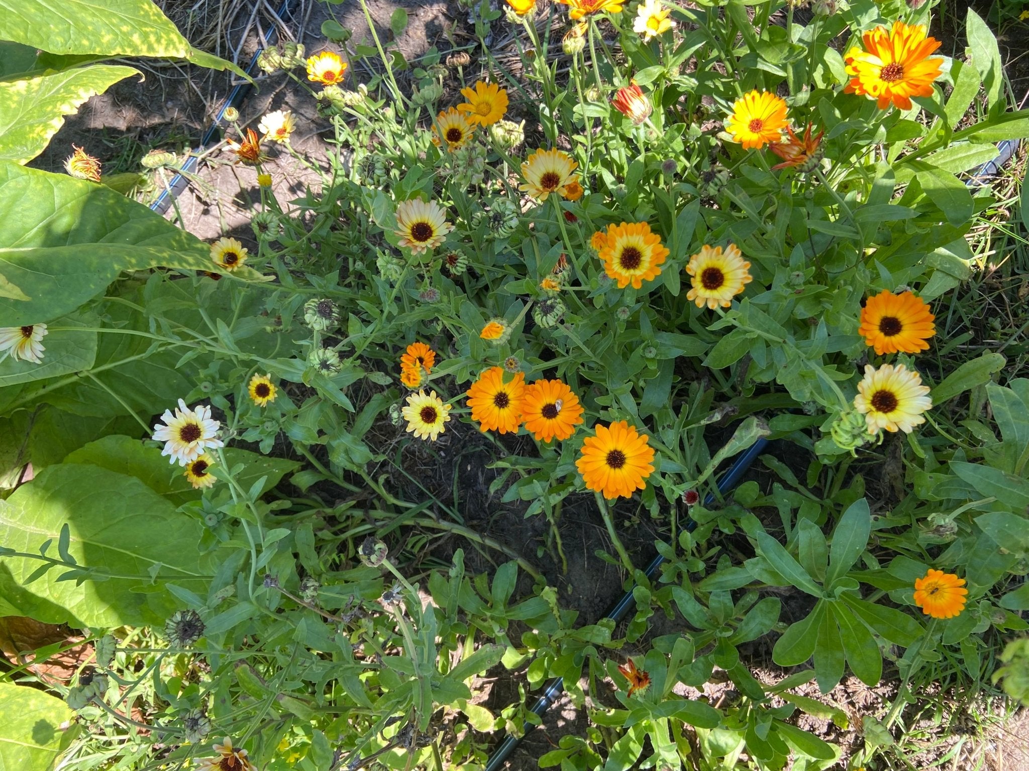 Calendula - Organic - Greta's Family Gardens