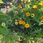 Calendula Flowers
