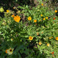 Calendula - Organic - Greta's Family Gardens