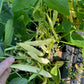 Capitano Beans - Greta's Family Gardens