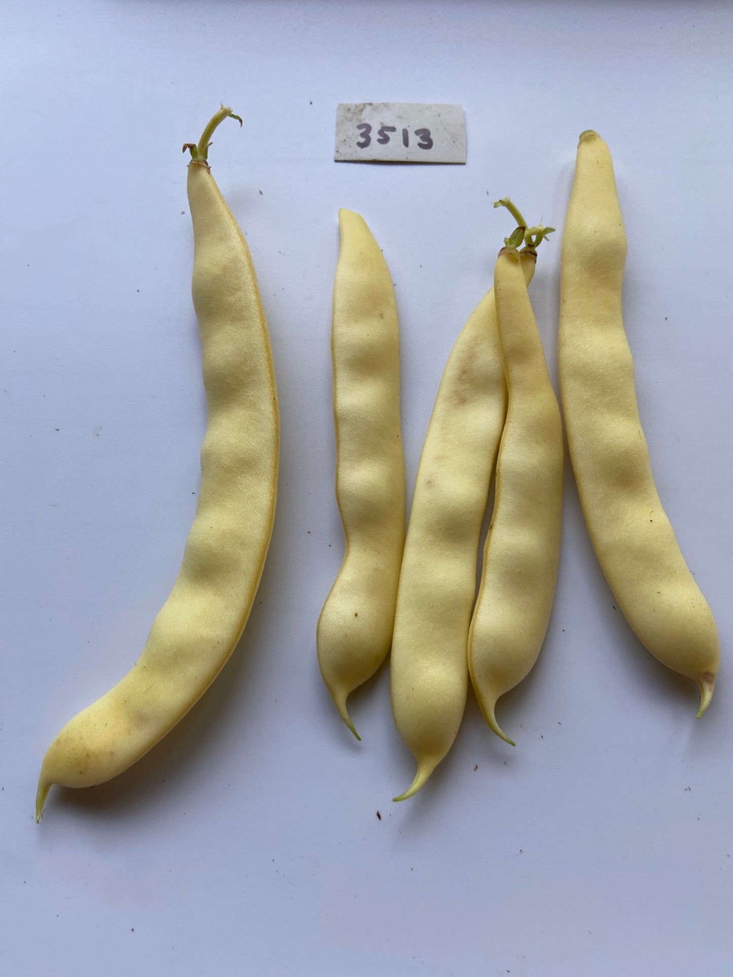 Capitano Beans - Greta's Family Gardens