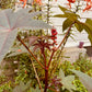Castor Beans - Greta's Family Gardens