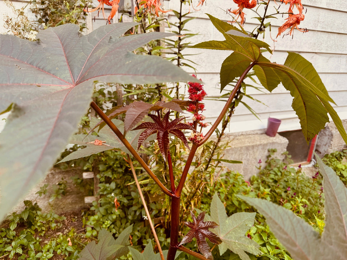 Castor Neans Castor Beans - Greta's Family Gardens