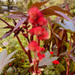 Castor Beans - Greta's Family Gardens