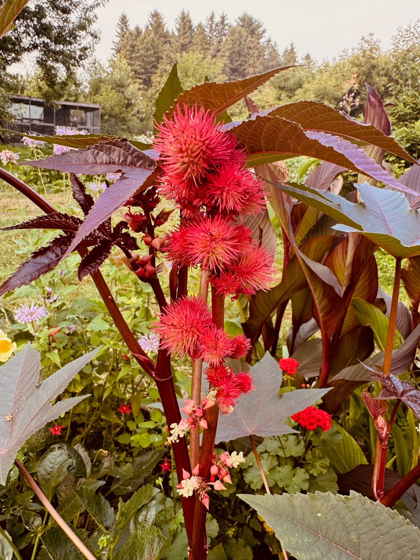 Castor Beans - Greta's Family Gardens