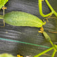 Chicago Pickling Cucumber - Greta's Family Gardens