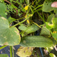 Chicago Pickling Cucumber - Greta's Family Gardens