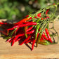 Chili d'Arbol Hot Pepper - Organic - Greta's Family Gardens