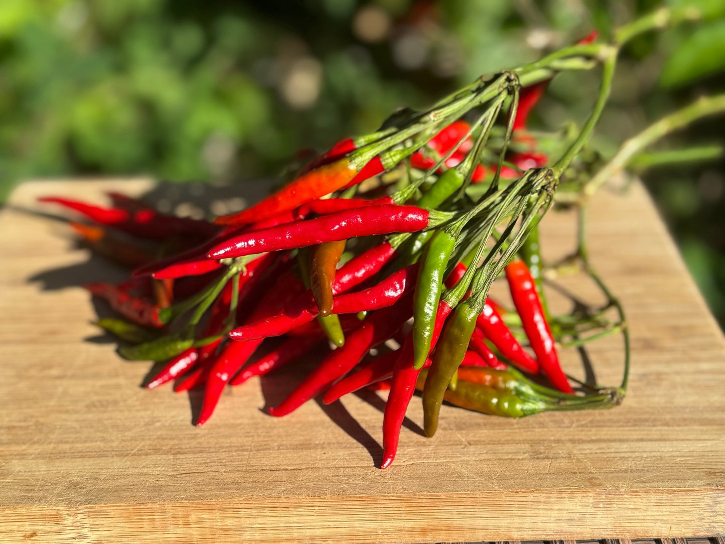 Chili d'Arbol Hot Pepper - Organic - Greta's Family Gardens
