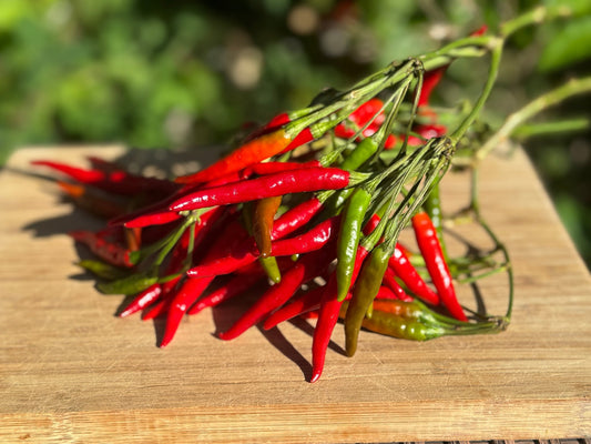 Chili d'Arbol Hot Pepper - Organic - Greta's Family Gardens