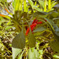 Chili d'Arbol Hot Pepper - Organic - Greta's Family Gardens