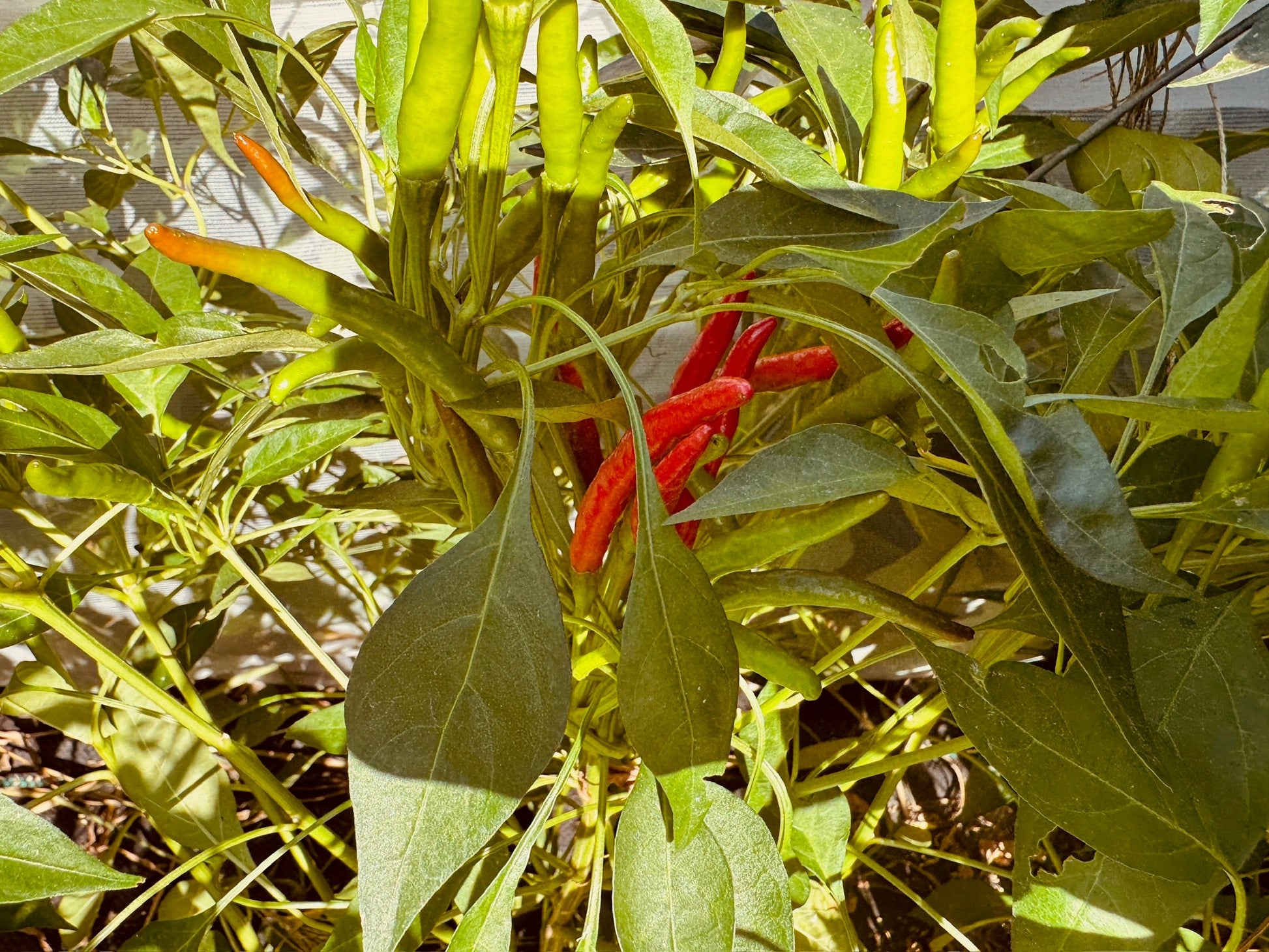 Chili d'Arbol Hot Pepper - Organic - Greta's Family Gardens