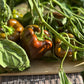Chocolate Pepper - Greta's Family Gardens