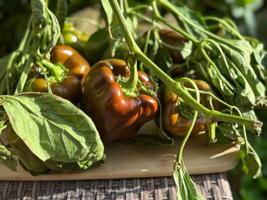 Chocolate Pepper - Greta's Family Gardens
