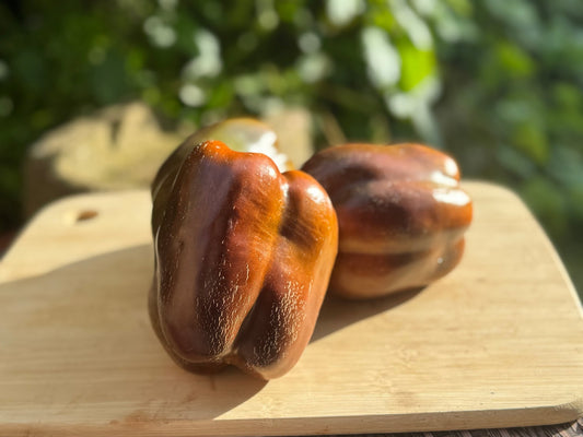 Chocolate Pepper - Greta's Family Gardens