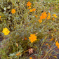 Cosmos Bright Lights - Organic - Greta's Family Gardens