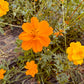 Cosmos Bright Lights - Organic - Greta's Family Gardens