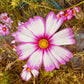 Cosmos Candystripe - Greta's Family Gardens