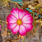Cosmos Candystripe - Greta's Family Gardens
