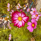 Cosmos Candystripe - Greta's Family Gardens