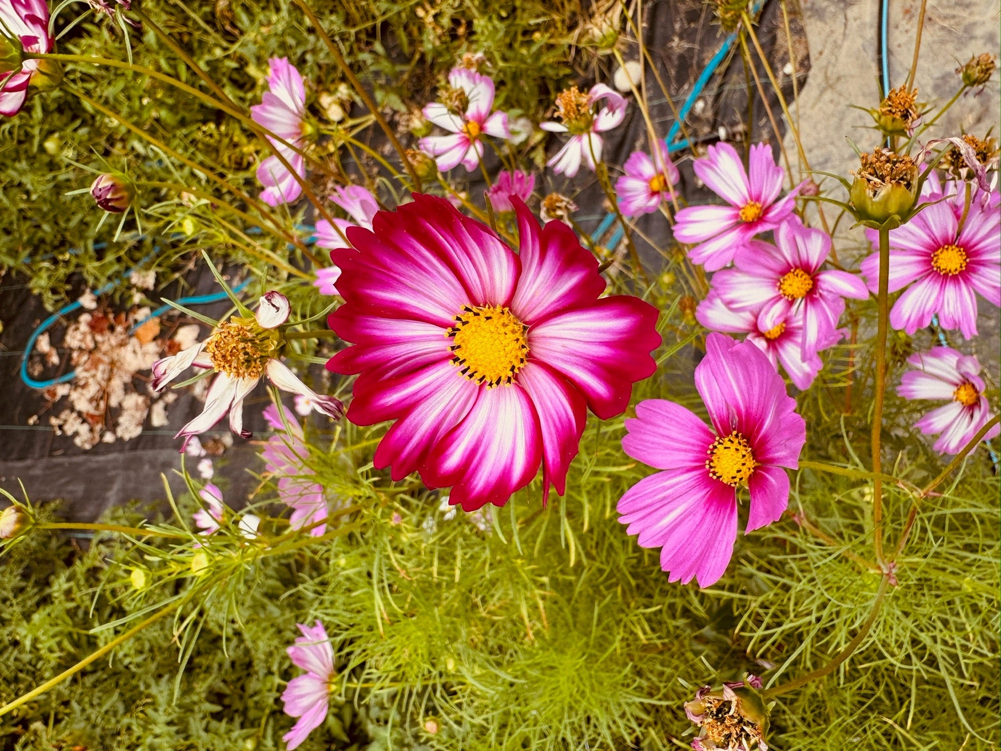Cosmos Candystripe - Greta's Family Gardens
