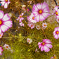 Cosmos Candystripe - Greta's Family Gardens