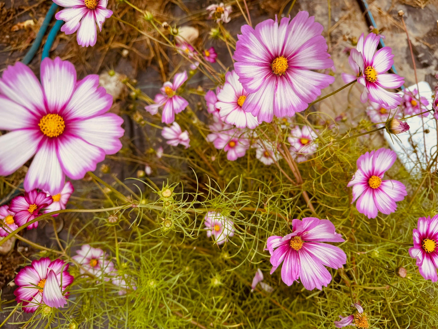Cosmos Candystripe - Greta's Family Gardens