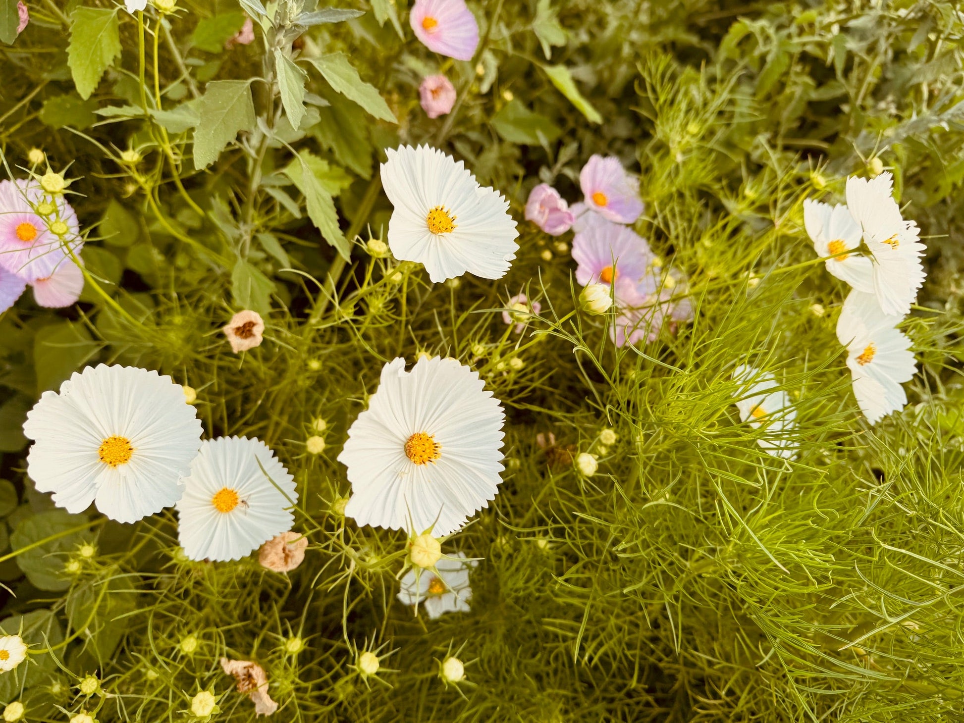 Cosmos Cupcake Blush - Greta's Family Gardens