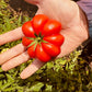 Hand holding a large red tomato with a garden background