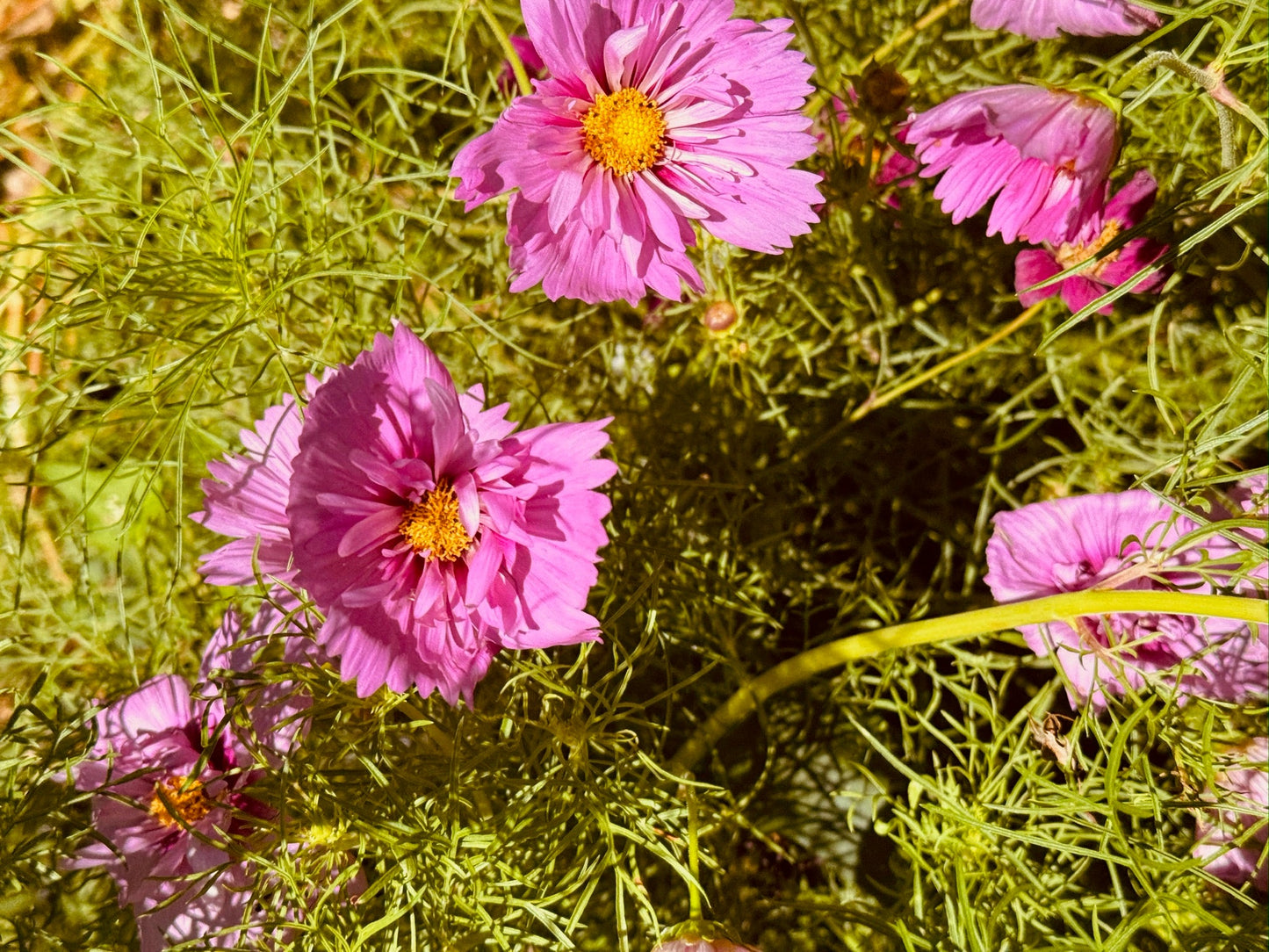 Pink flowers with yellow centers amidst green foliage