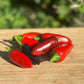 Czech Black Hot Pepper - Greta's Family Gardens