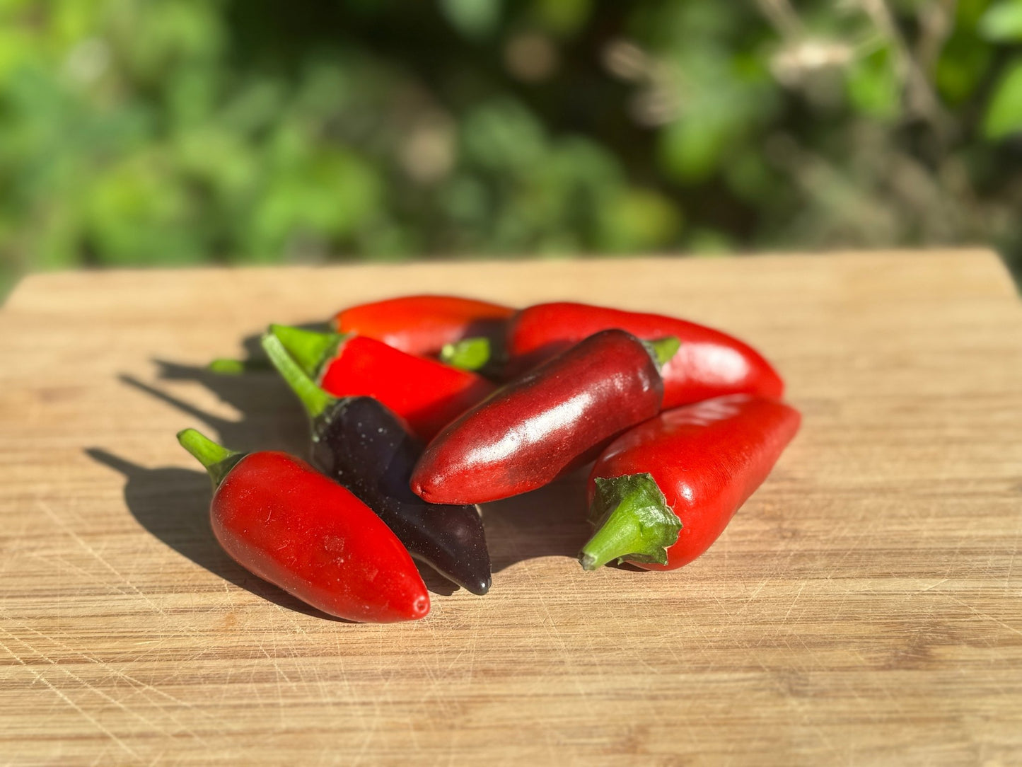 Czech Black Hot Pepper - Greta's Family Gardens
