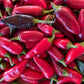 Hot Pepper, Czech Black