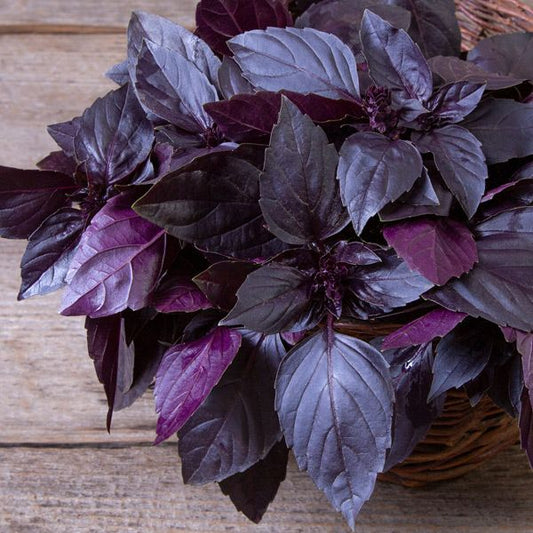 Deep Purple Basil - Organic - Greta's Family Gardens