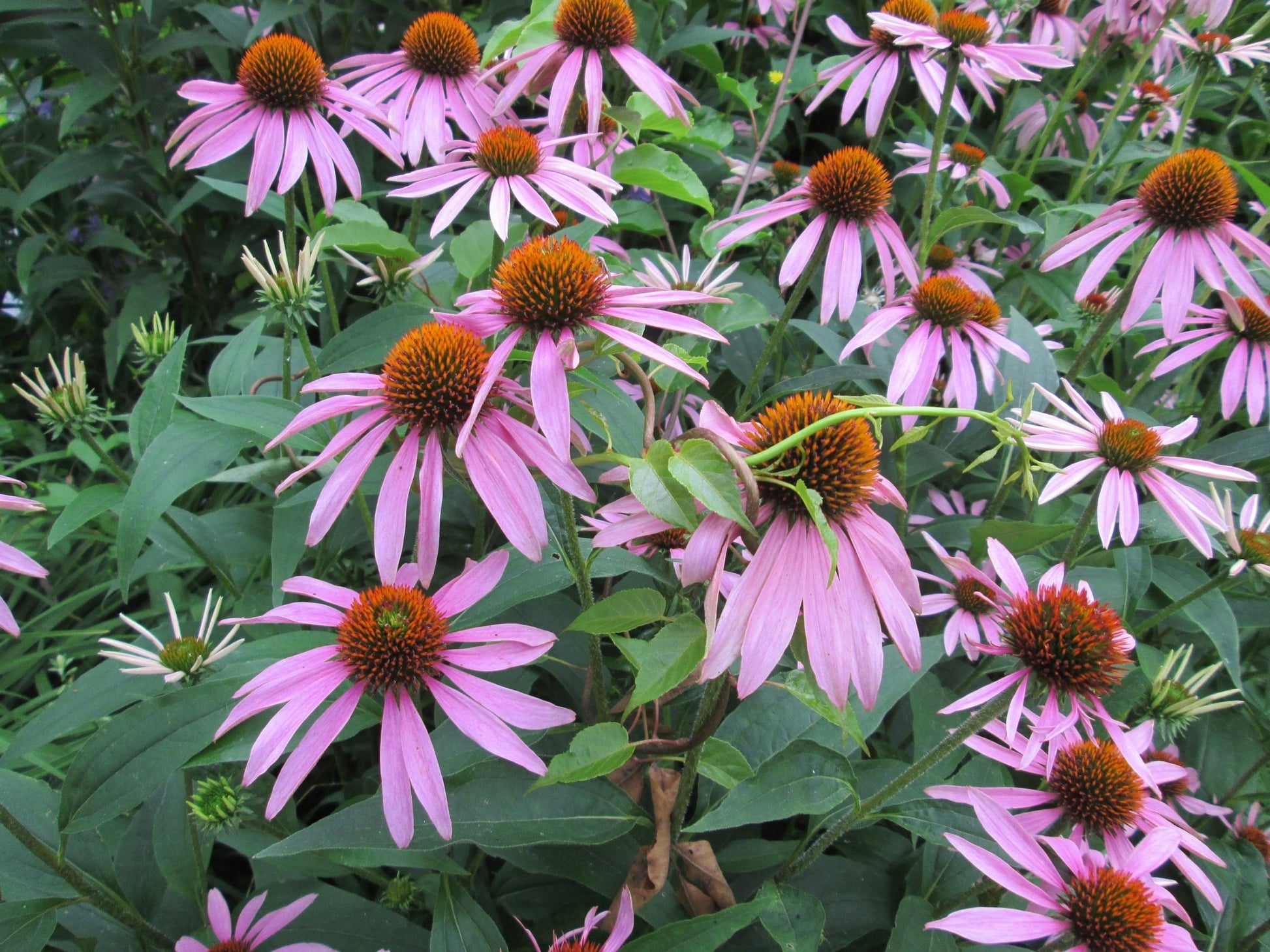 Echinacea - Greta's Family Gardens