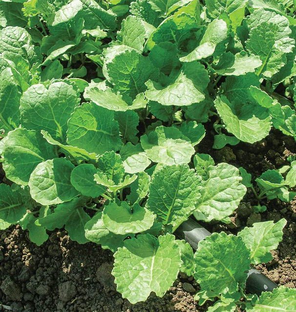 Ethiopian Kale - Greta's Family Gardens
