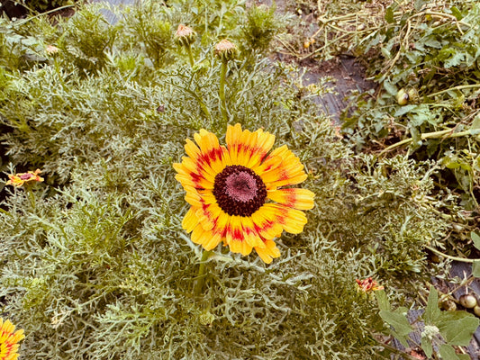 Fancy Pants Daisy Mix - Greta's Family Gardens