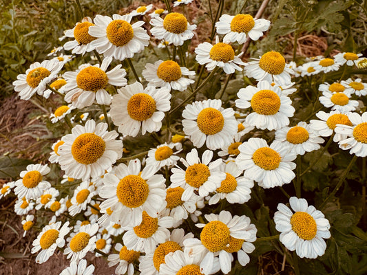 Feverfew - Greta's Family Gardens