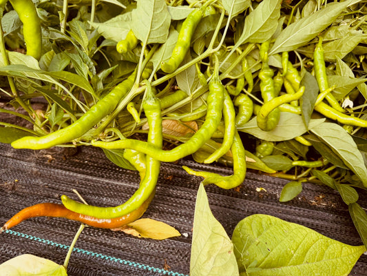 Fushimi Pepper - Greta's Family Gardens