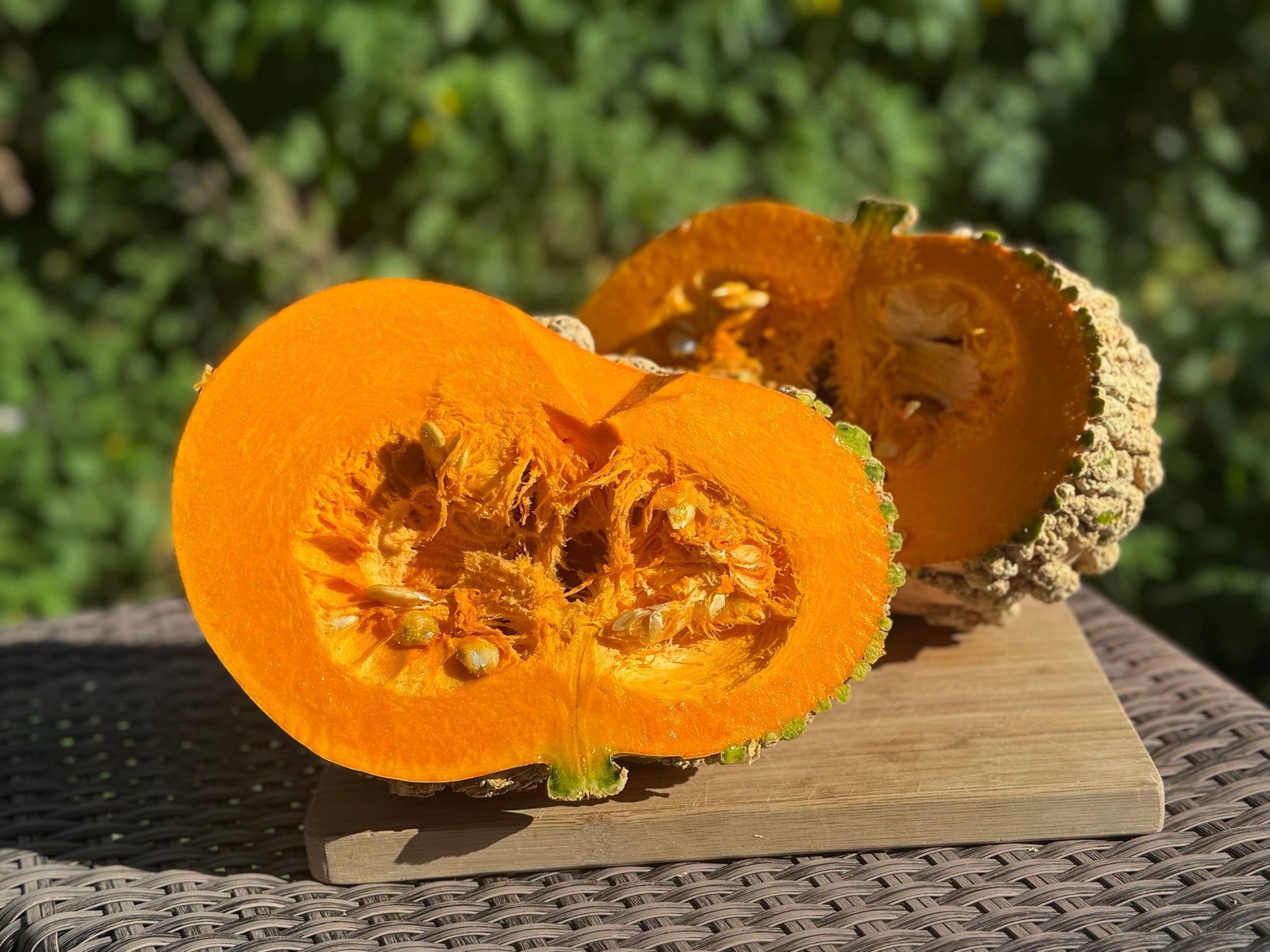 Galeux d'Eysines Squash - Greta's Family Gardens