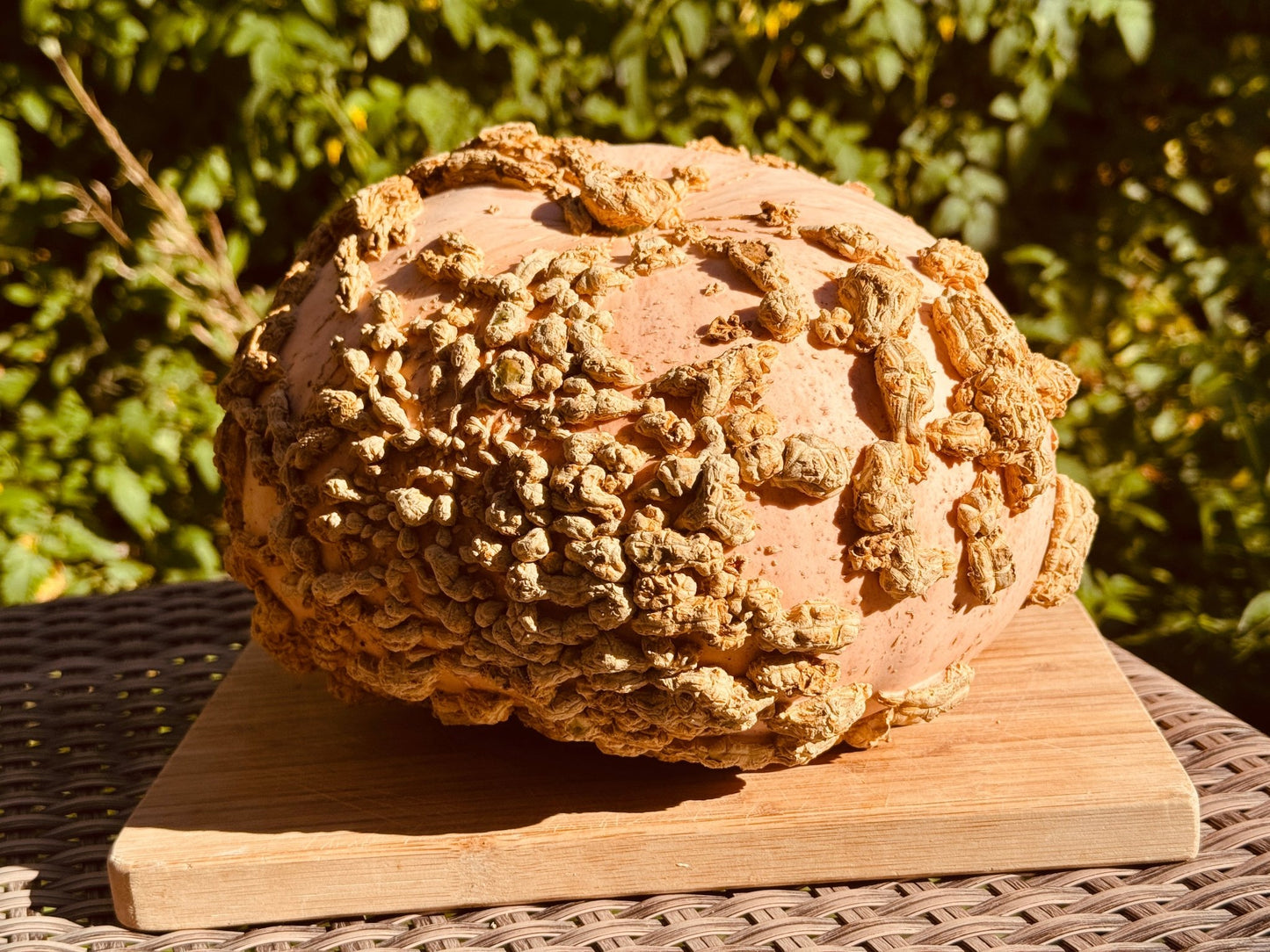 Galeux d'Eysines Squash - Greta's Family Gardens