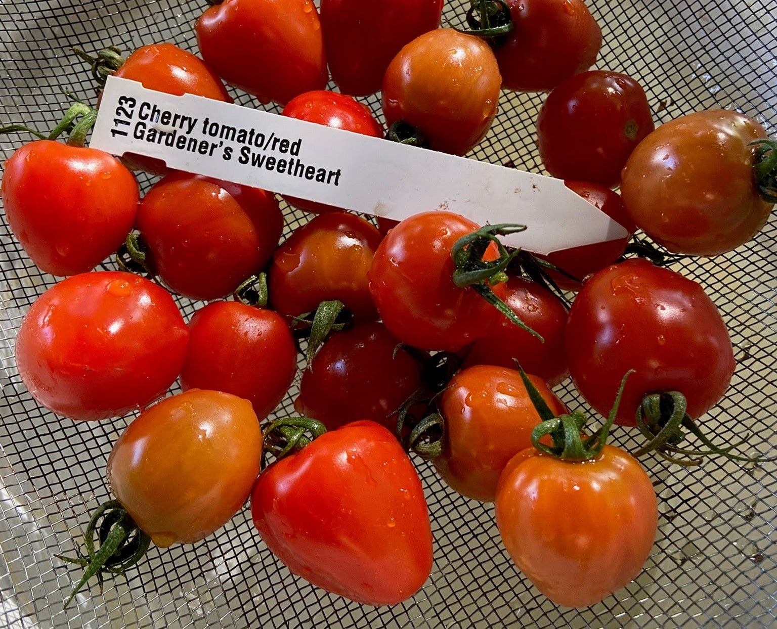Cherry tomatoes on a mesh surface with a label indicating variety.