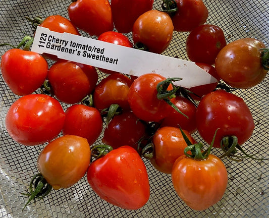 Cherry tomatoes on a mesh surface with a label indicating variety.